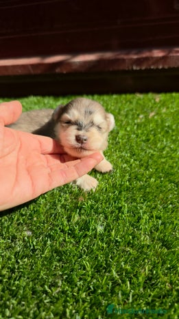 Pomsky perros - Anuncio 1