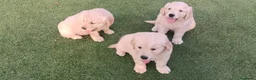 Golden Retriever perros en venta: Golden retriever  - Anuncio 5