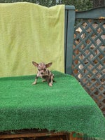 Chihuahua perros - Anuncio 7