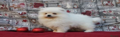 Pomerania Cachorro 9