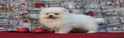 Pomerania perros en venta: POMERANIA  LINEA TOY   MUY CHATO - Anuncio 6