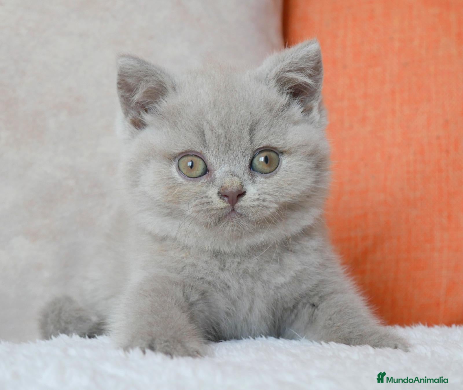 Británico de Pelo Corto gatos 💜 Gatita British Shorthair Lilac Disponible 💜 - Anuncio 1
