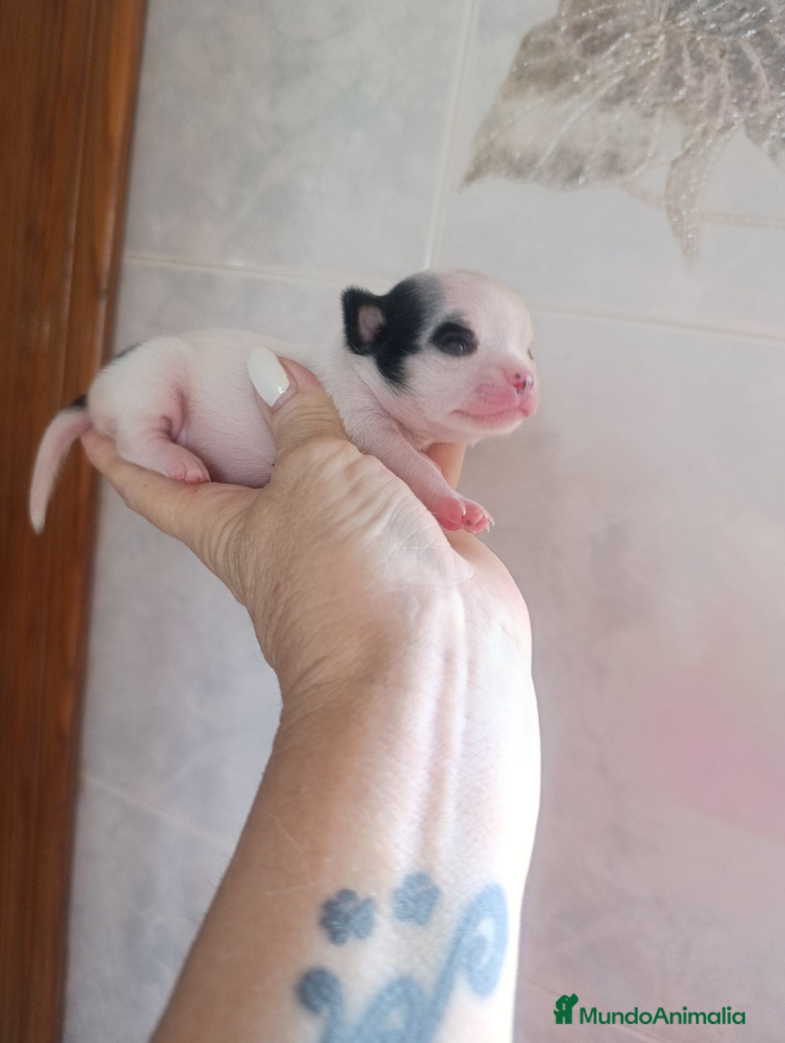 Chihuahua perros CHIHUAHUA HEMBRA EXCLUSIVA  - Anuncio 1
