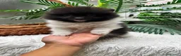 Pomerania perros en venta: POMERANIA - Anuncio 3