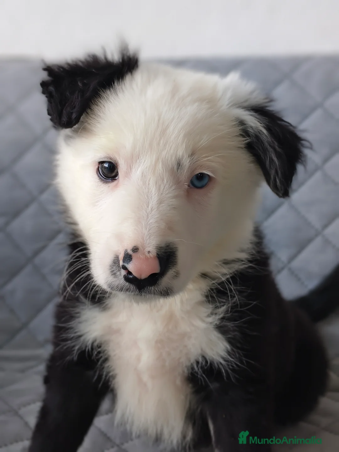 Border Collie perros en venta: BORDER COLLIES  - Anuncio 1