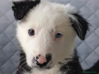 Border Collie perros BORDER COLLIES - Anuncio 3