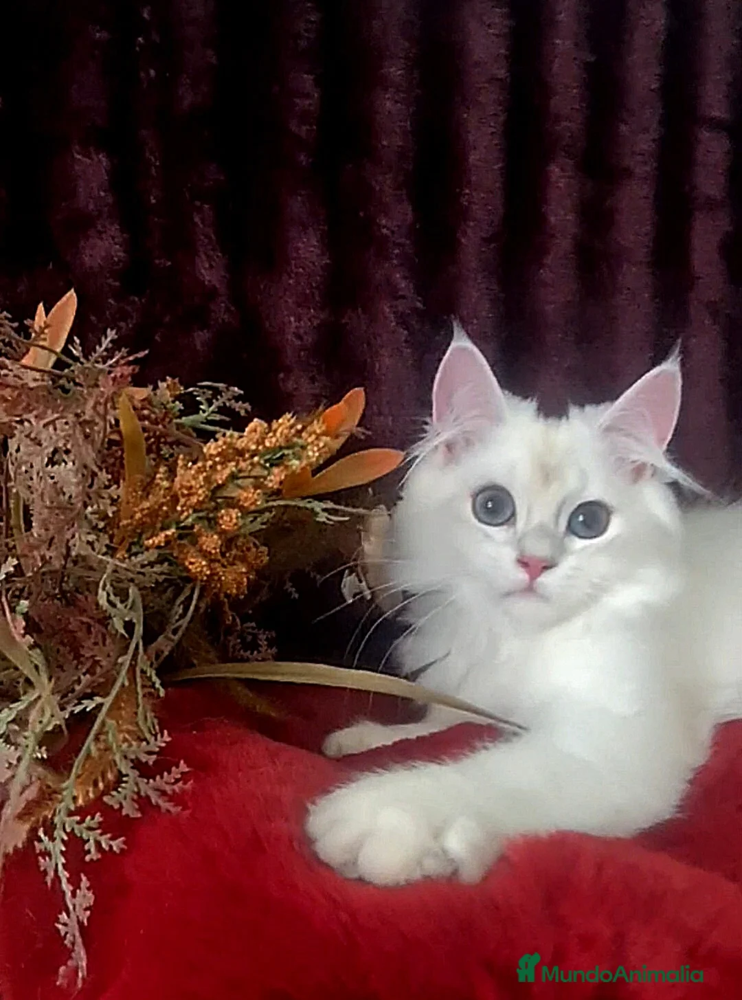 Imagen de galería {{count}}