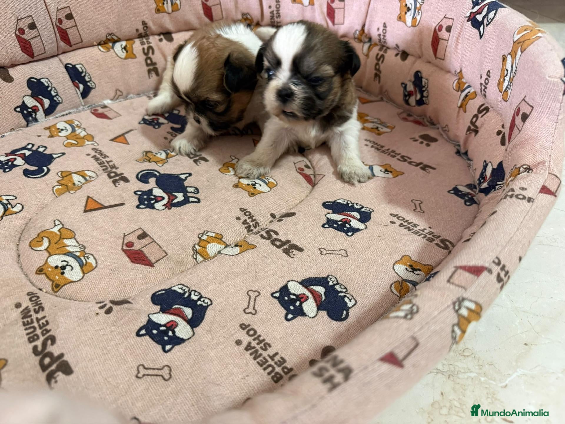 Shih Tzu perros Cachorros de Shih Tzu - Anuncio 1