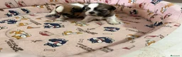Shih Tzu perros en venta: Cachorros de Shih Tzu - Anuncio 1