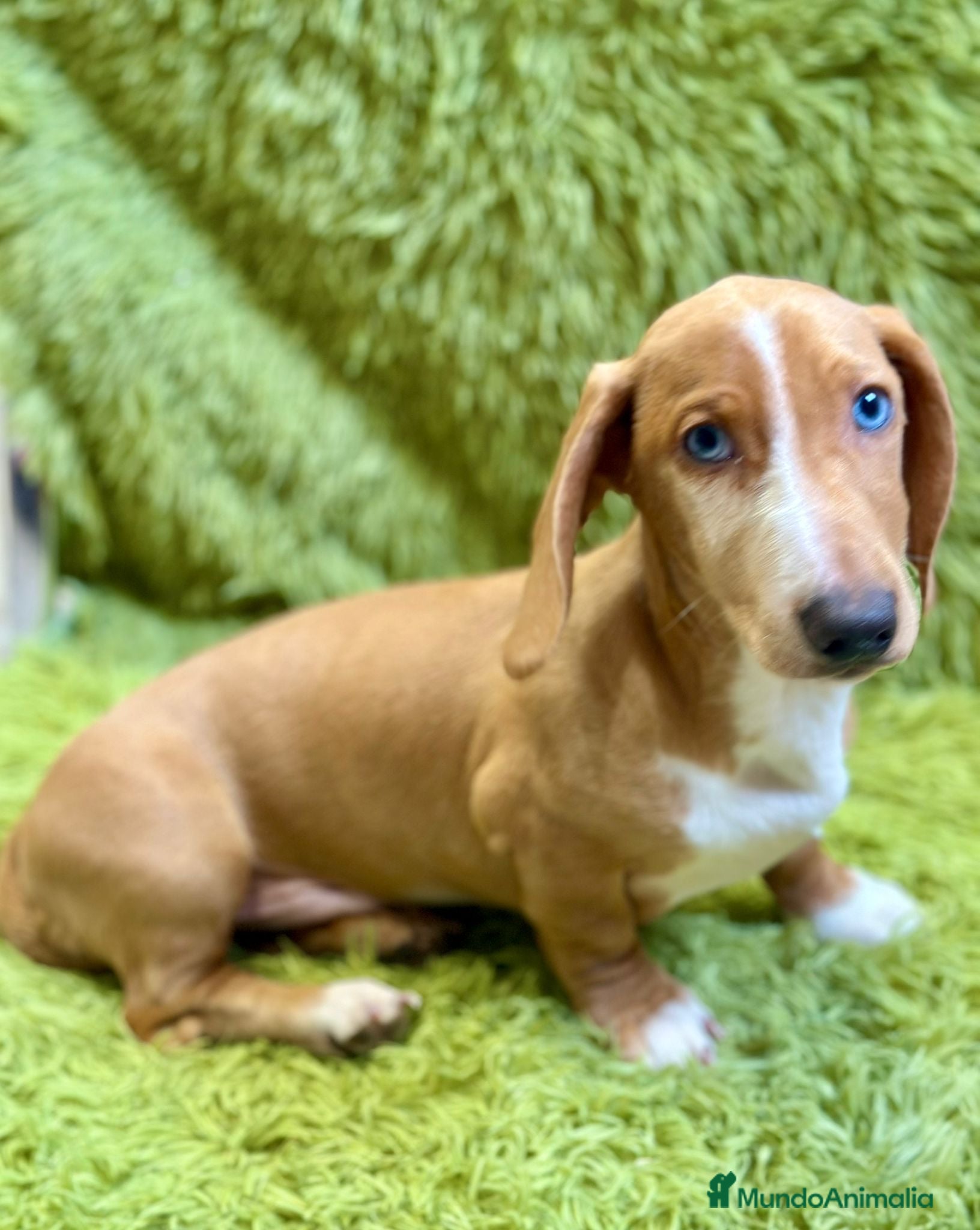 Teckel perros Teckel  rojo de ojos azules  - Anuncio 2