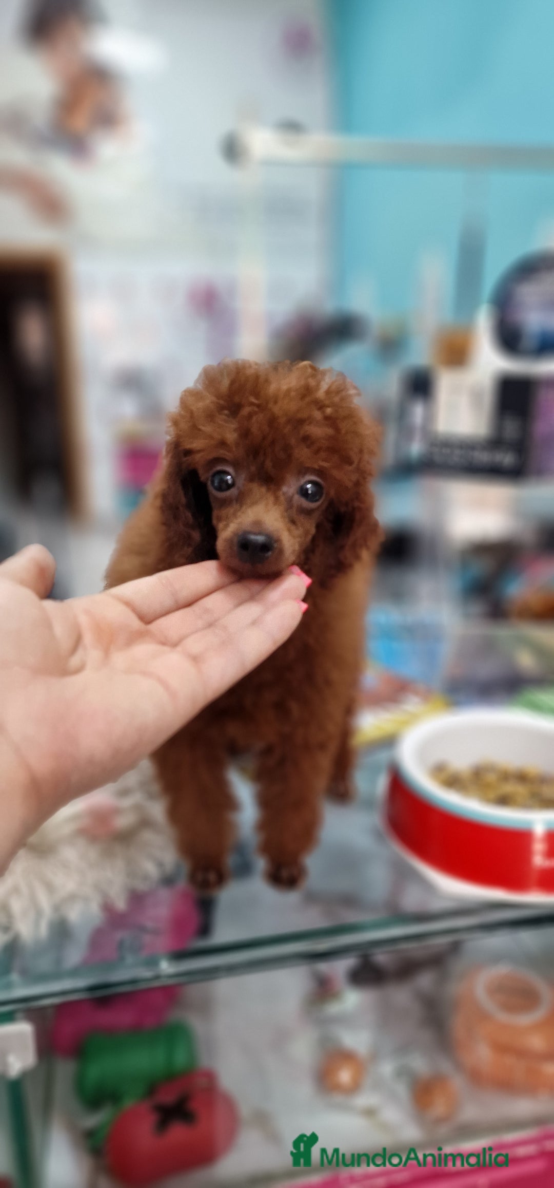 Caniche Toy perros en venta: MACHO ASIATICO 100% - Imagen 2