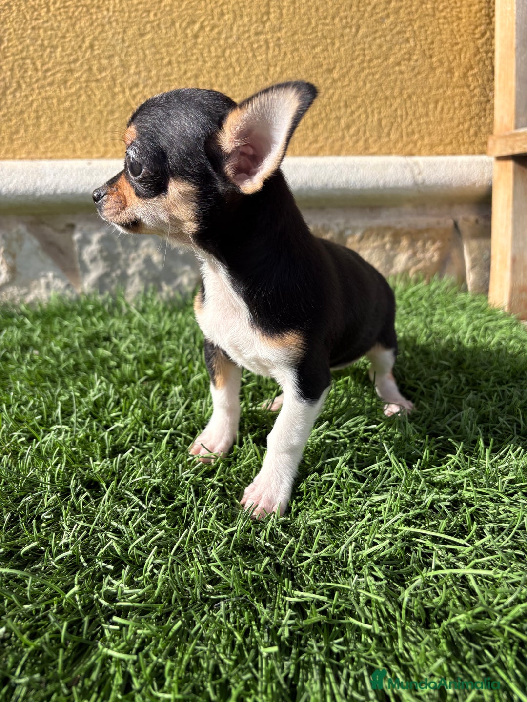 Chihuahua perros en venta: Chihuahua Toy tricolor macho - Anuncio 15