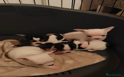 Chihuahua perros en venta: IMPRESIONANTES CHIHUAHUAS MINI TOYS  - Imagen 3