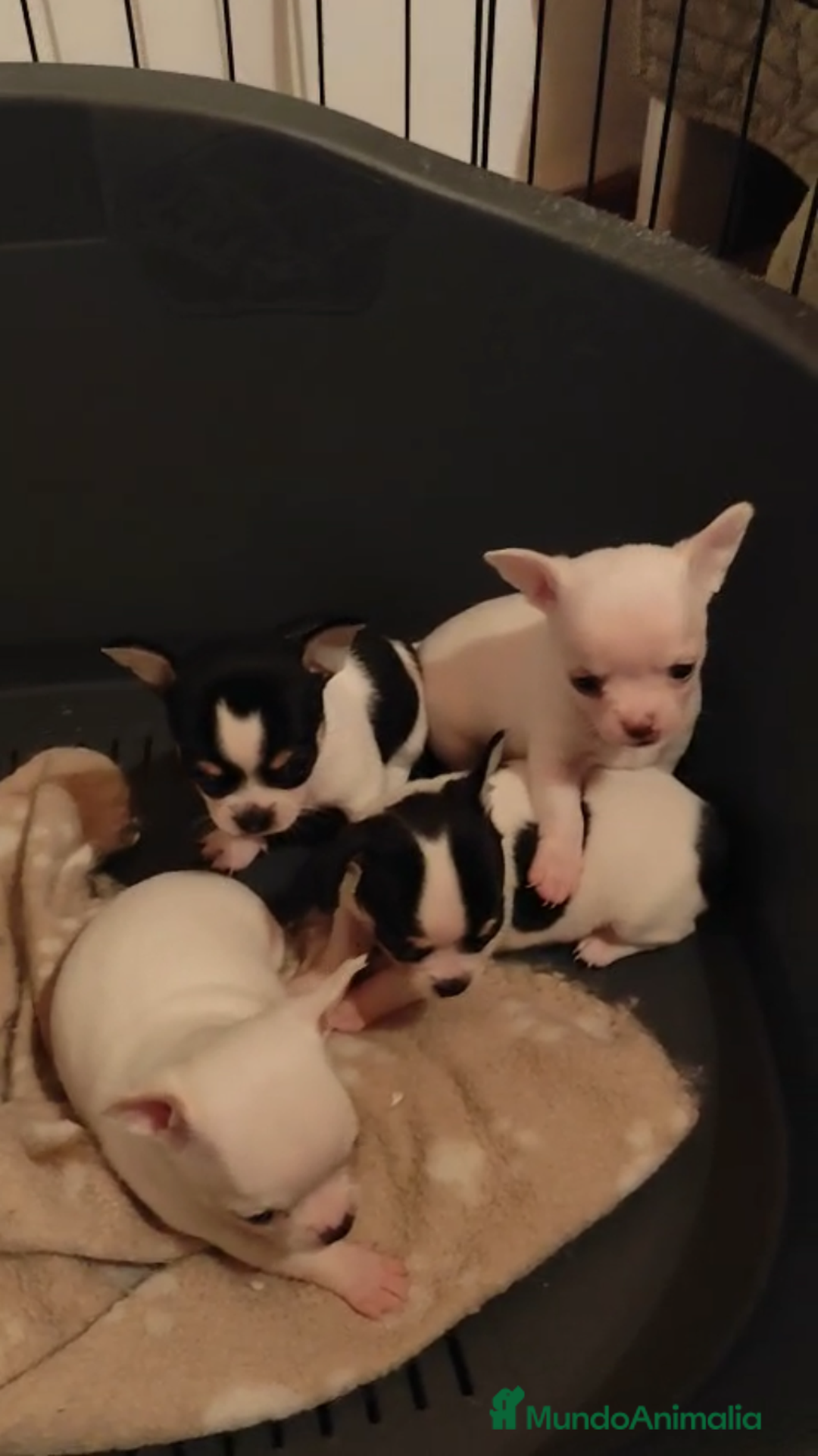 Chihuahua perros en venta: IMPRESIONANTES CHIHUAHUAS MINI TOYS  - Imagen 3