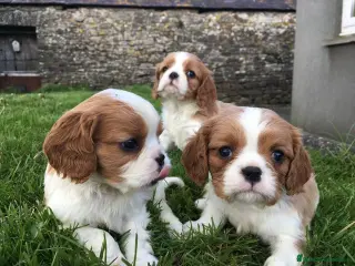 Cavalier King Charles Spaniel perros CAVALIER - Anuncio 8