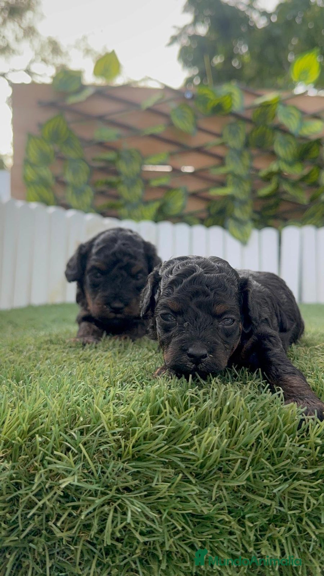 Caniche Toy perros en venta: CANICHE TOY HEMBRA COLOR NEGRO PHANTOM - Imagen 17