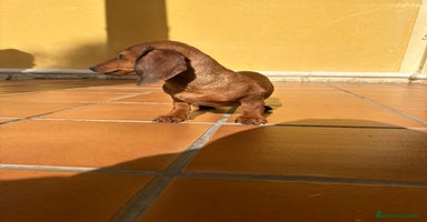 Teckel perros Teckel kaninchen merle chocolate diluido - Anuncio 2