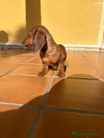 Teckel perros Teckel kaninchen merle chocolate diluido - Anuncio 1