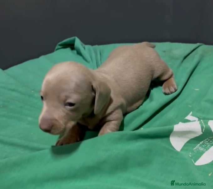 Teckel Miniatura perros Teckel Mini - Anuncio 2