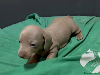 Teckel Miniatura perros Teckel Mini - Anuncio 2