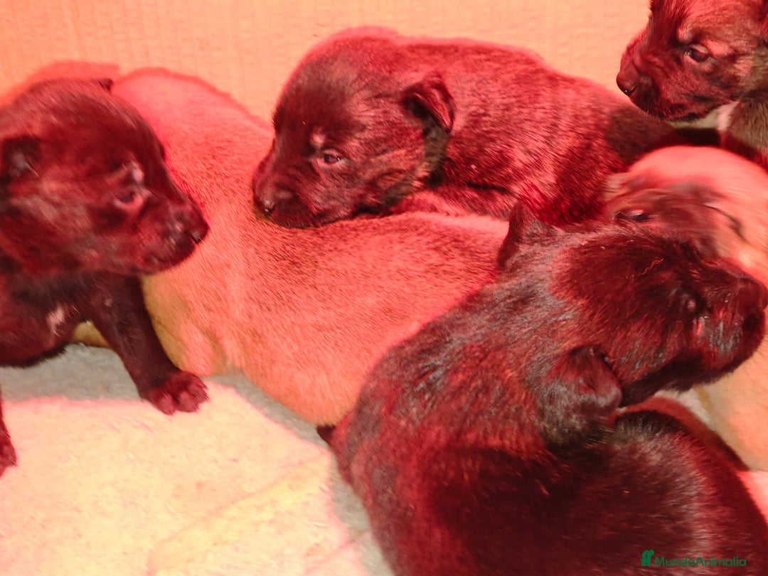 Pastor Belga Malinois perros en venta: Pastor belga malinois - Anuncio 2