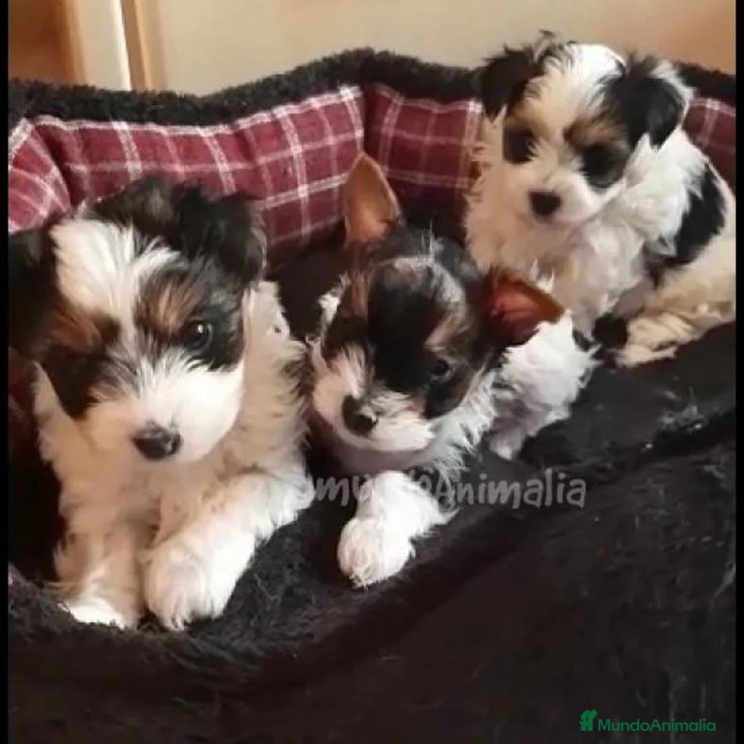 Imagen de galería {{count}}