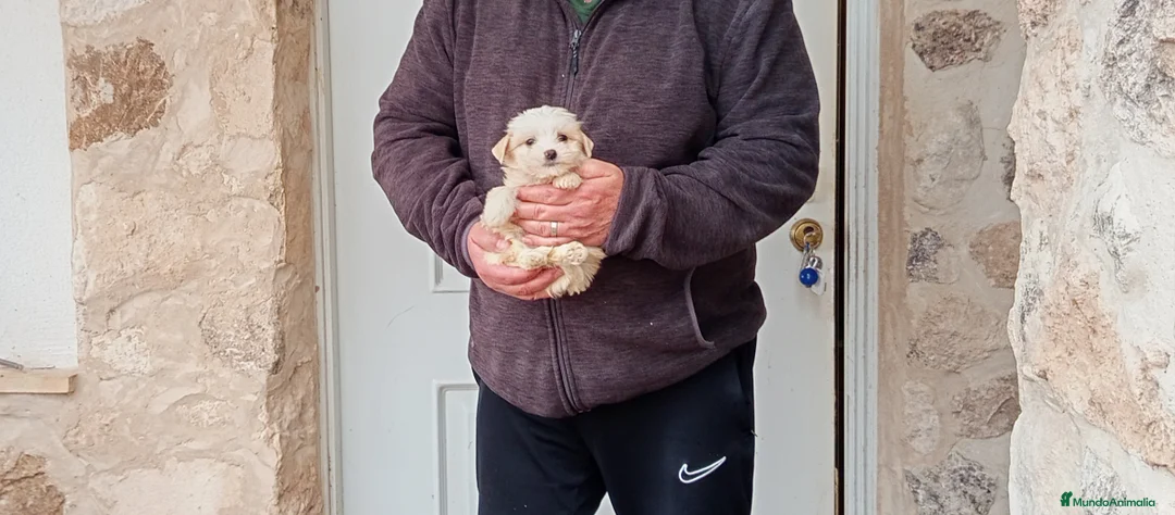 Perro Crestado Chino perros en venta: Precioso cachorrito de reza pequeña  - Anuncio 1