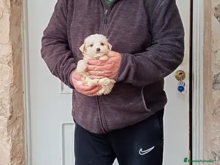 Perro Crestado Chino perros Precioso cachorrito de reza pequeña - Anuncio 1