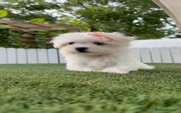 Bichón Maltés perros en venta: BICHON MALTES HEMBRA ENVIO A TODA ESPAÑA - Imagen 19