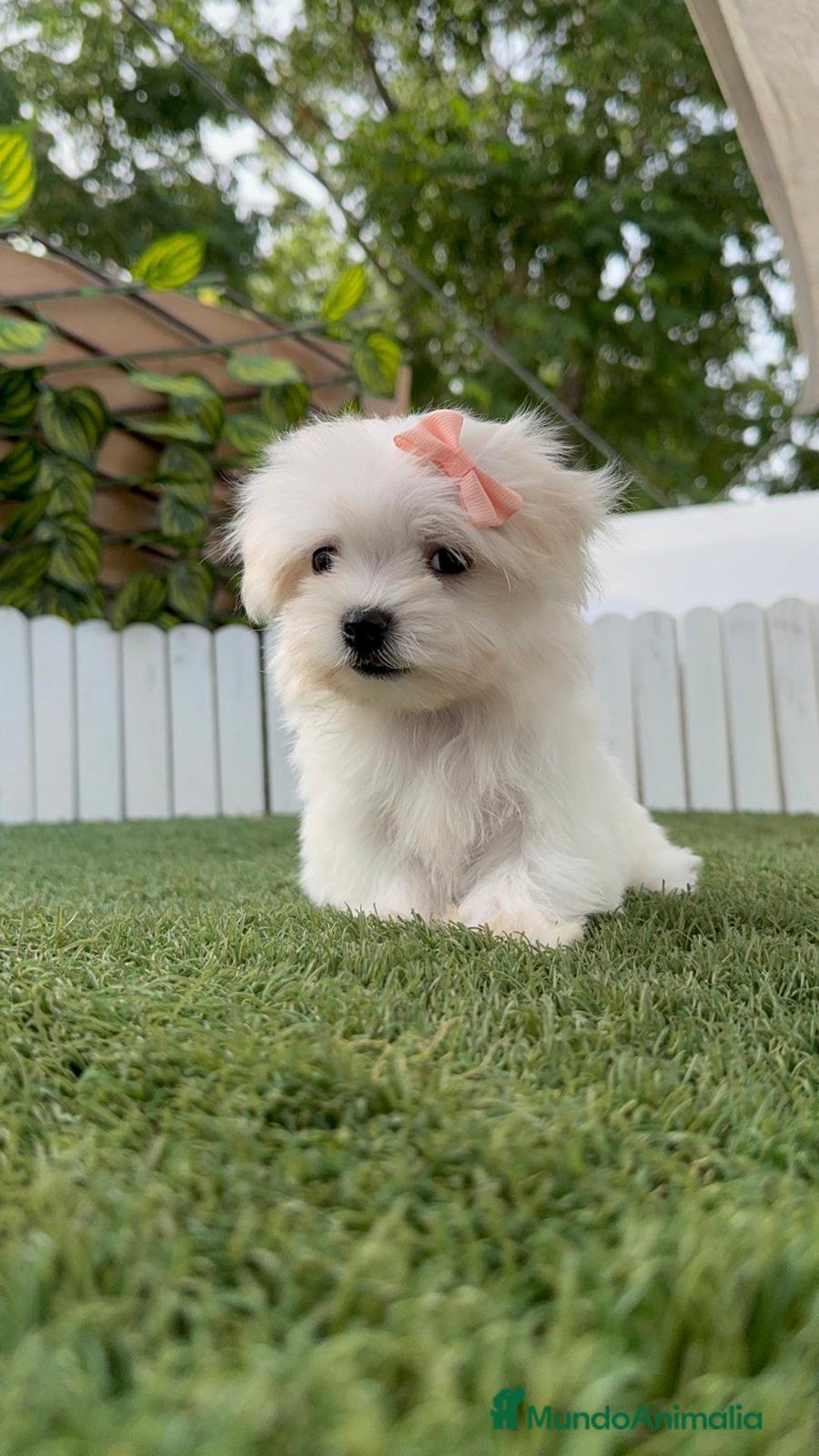 Bichón Maltés perros en venta: BICHON MALTES HEMBRA ENVIO A TODA ESPAÑA - Imagen 19