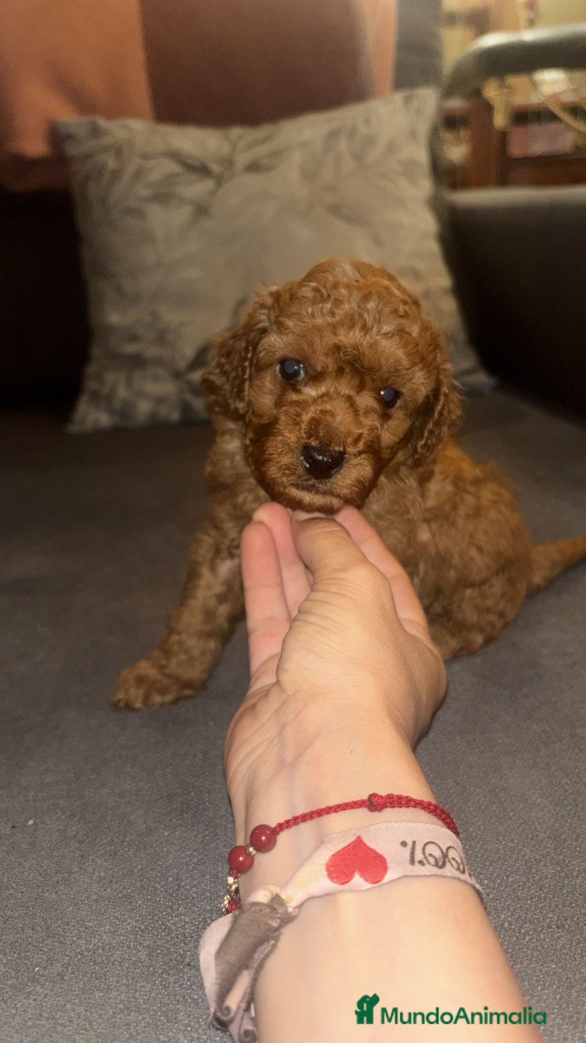 Caniche Toy perros Caniche toy  - Anuncio 2