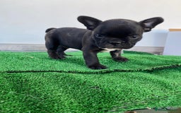 Bulldog Francés perros en venta: Bulldog francés  - Imagen 9