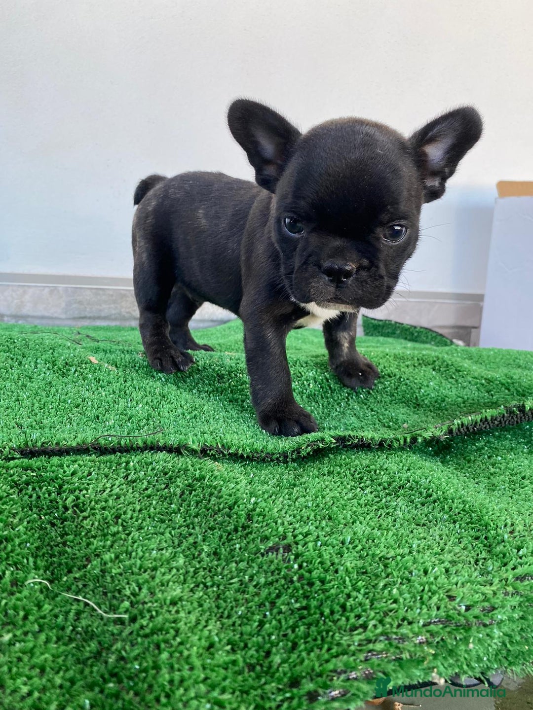 Bulldog Francés perros en venta: Bulldog francés  - Imagen 9