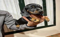 Teckel Miniatura perros en venta: Precioso machito de teckel mini/kanichen - Anuncio 1