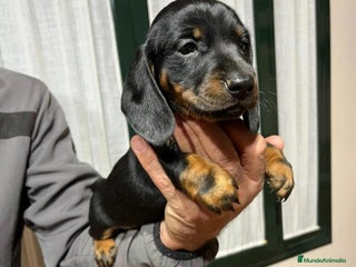 Teckel Miniatura perros Precioso machito de teckel mini/kanichen - Anuncio 1