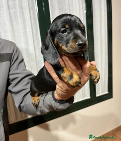 Teckel Miniatura perros Precioso machito de teckel mini/kanichen - Anuncio 1