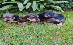 Teckel perros en venta: Teckel de pelo duro  - Imagen 4