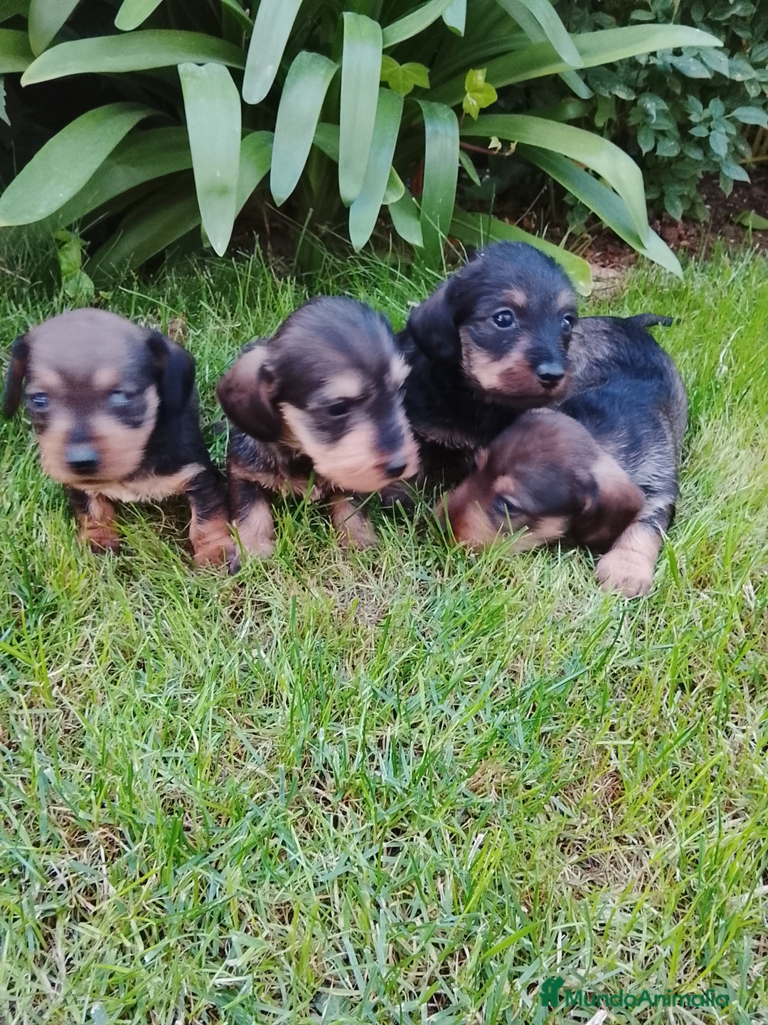 Teckel perros en venta: Teckel de pelo duro  - Imagen 4