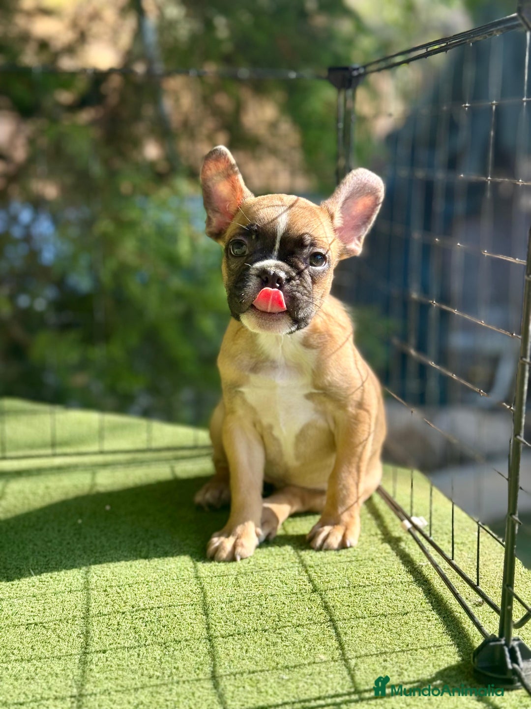 Bulldog Francés perros en venta: Bulldog francés muy buena morfología  - Imagen 2