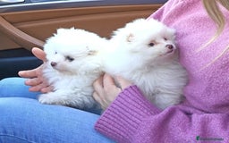Pomerania perros en venta: Cachorros pomerania blancos - Anuncio 2