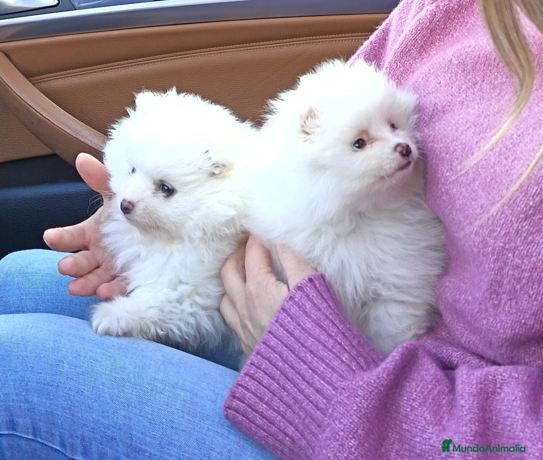 Pomerania perros en venta: Cachorros pomerania blancos - Anuncio 2