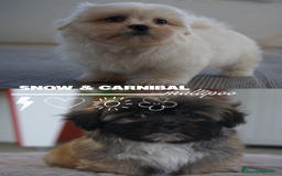 Maltipoo perros en venta: ❄️ Snow y 🎭 Carnival – Maltipoo especiales 🐶 - Imagen 2