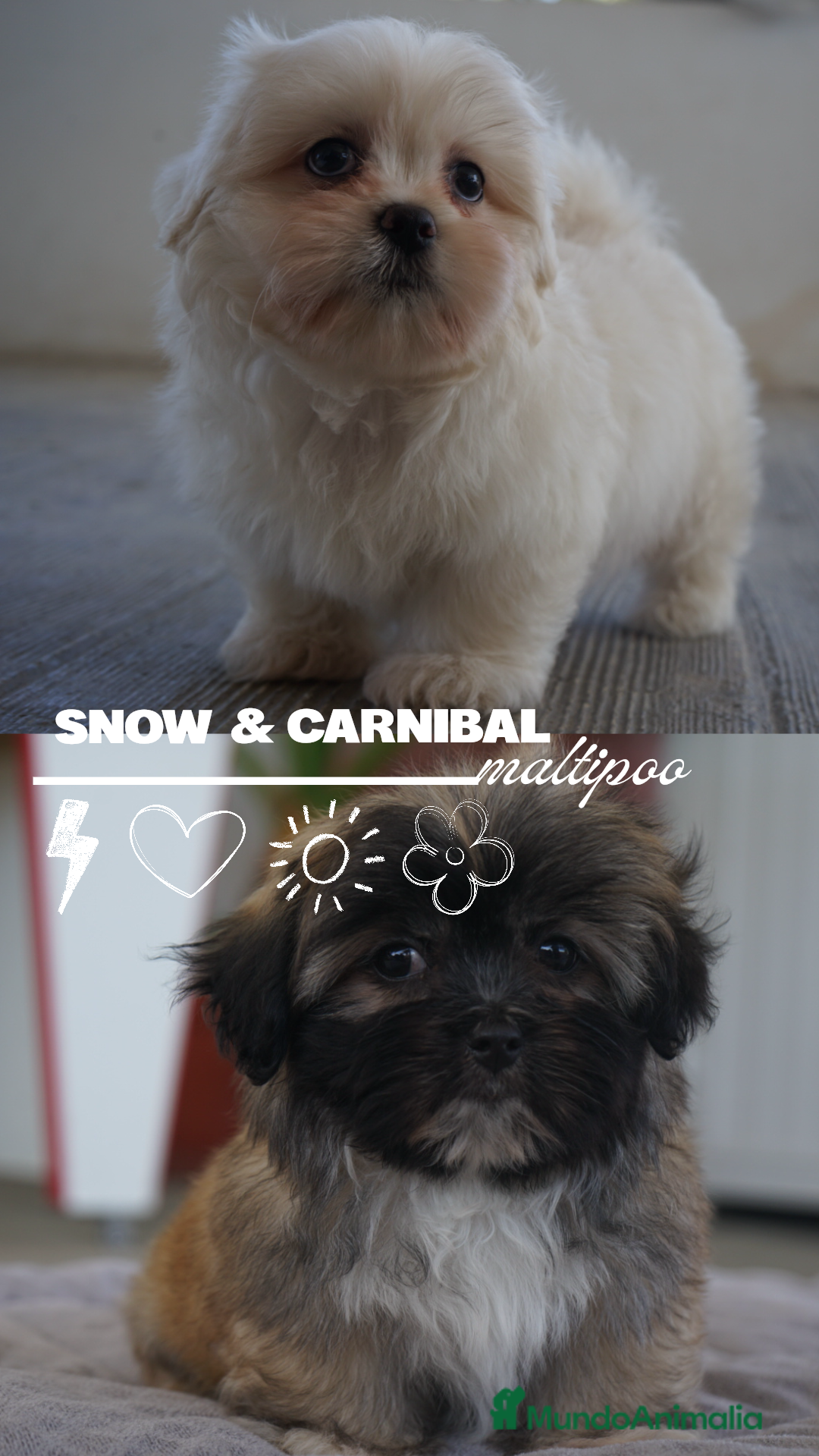 Maltipoo perros en venta: ❄️ Snow y 🎭 Carnival – Maltipoo especiales 🐶 - Imagen 2