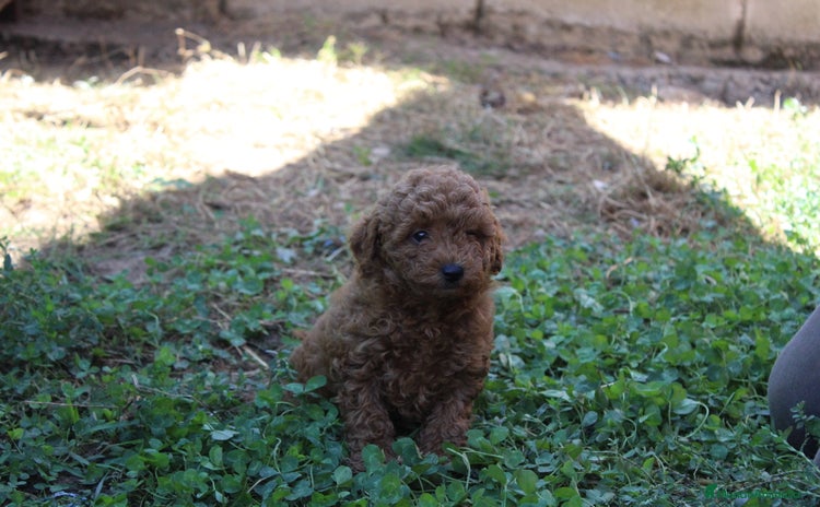 Caniche Enano perros - Anuncio 1