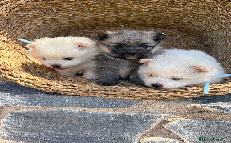 Pomerania perros - Anuncio 4