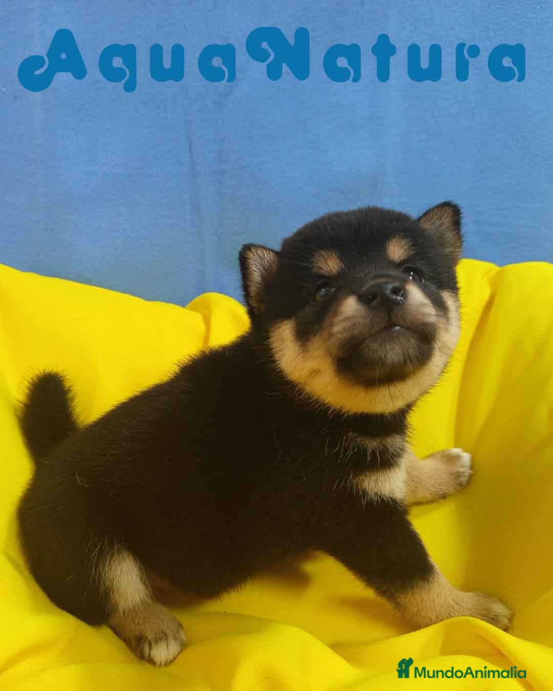 Shiba Inu perros en venta: Camada Shiba Inu de Mar y Silvio AQUANATURA - Imagen 7