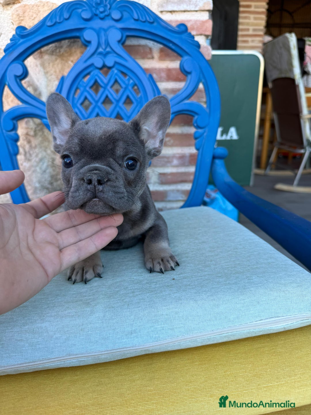 Bulldog Francés perros en venta: ‼️‼️BULLDOG FRANCES EXÓTICOS - Anuncio 1