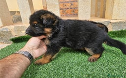 Pastor Alemán perros en venta: Espectaculares pastores alemanes  - Imagen 4