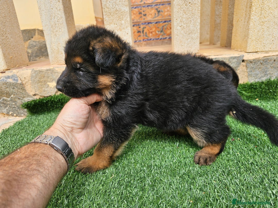 Pastor Alemán perros en venta: Espectaculares pastores alemanes  - Imagen 4