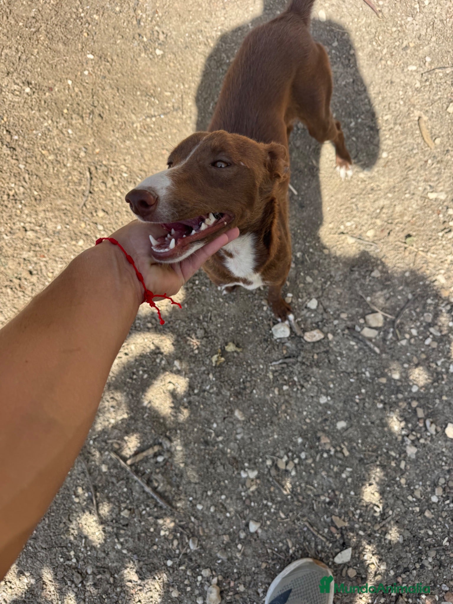 Podenco Andaluz perros adopción cachorra podenca  - Anuncio 1